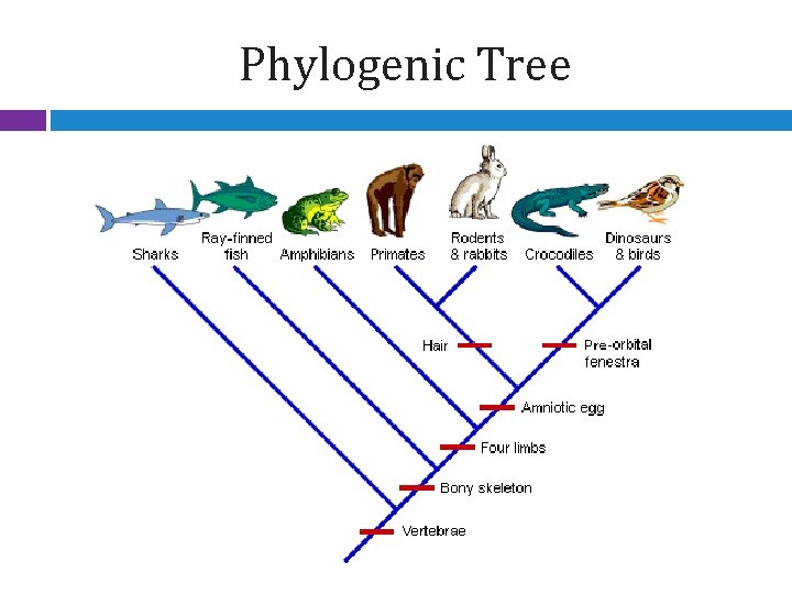 Phylogenic Tree 