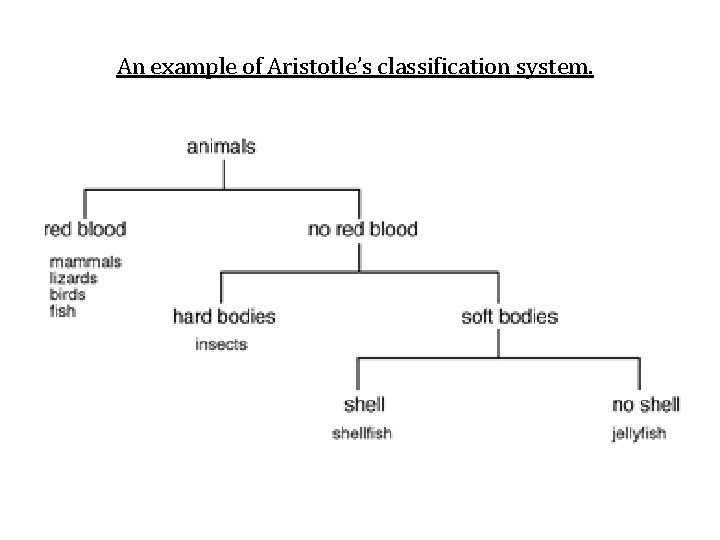An example of Aristotle’s classification system. 