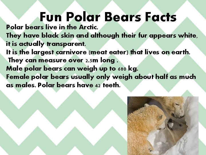 Fun Polar Bears Facts Polar bears live in the Arctic. They have black skin