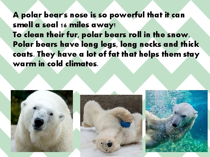 A polar bear's nose is so powerful that it can smell a seal 16