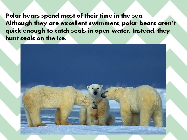 Polar bears spend most of their time in the sea. Although they are excellent