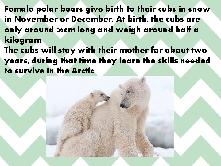 Female polar bears give birth to their cubs in snow in November or December.