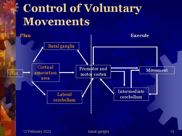 Control of Voluntary Movements Plan Execute Basal ganglia Idea Cortical association area Premotor and
