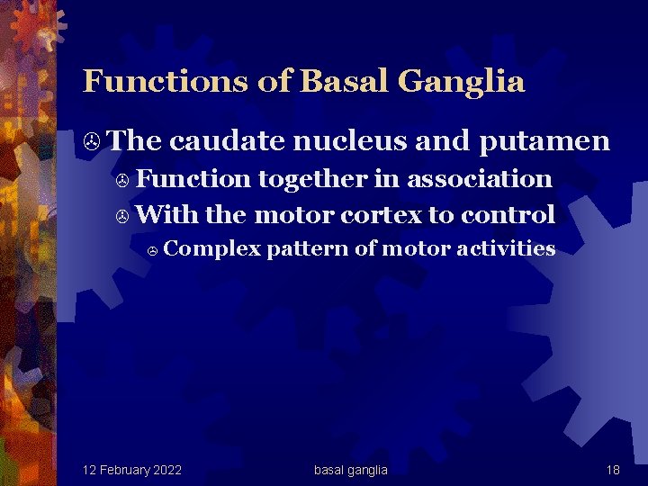 Functions of Basal Ganglia > The caudate nucleus and putamen > Function together in