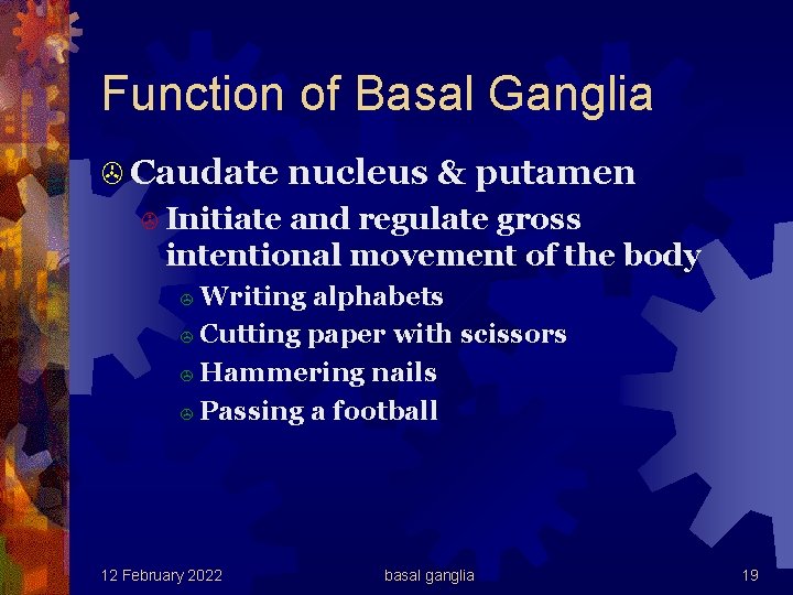 Function of Basal Ganglia > Caudate nucleus & putamen > Initiate and regulate gross
