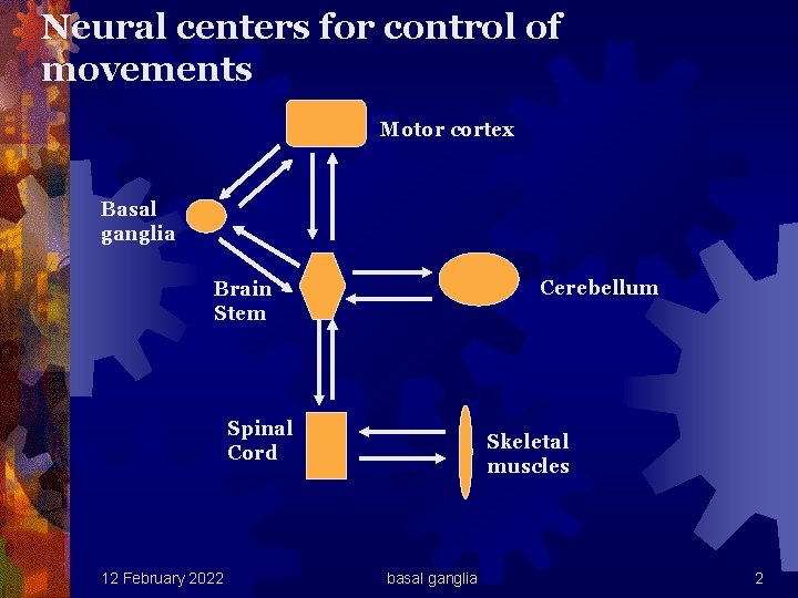 Neural centers for control of movements Motor cortex Basal ganglia Cerebellum Brain Stem Spinal