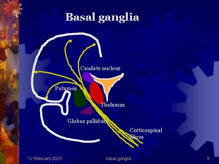 Basal ganglia Caudate nucleus Putamen Thalamus Globus pallidus Corticospinal fibres 12 February 2022 basal