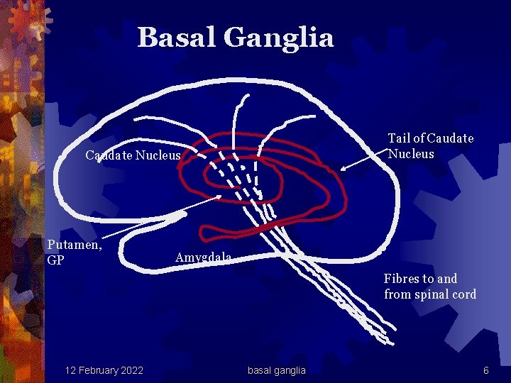 Basal Ganglia Tail of Caudate Nucleus Putamen, GP Amygdala Fibres to and from spinal