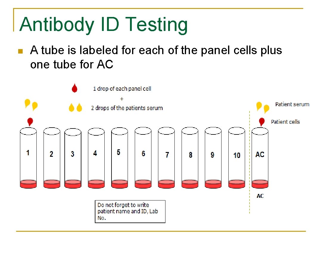 Antibody ID Testing n A tube is labeled for each of the panel cells