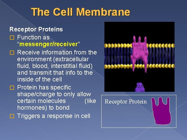 The Cell Membrane Receptor Proteins � Function as “messenger/receiver” � Receive information from the