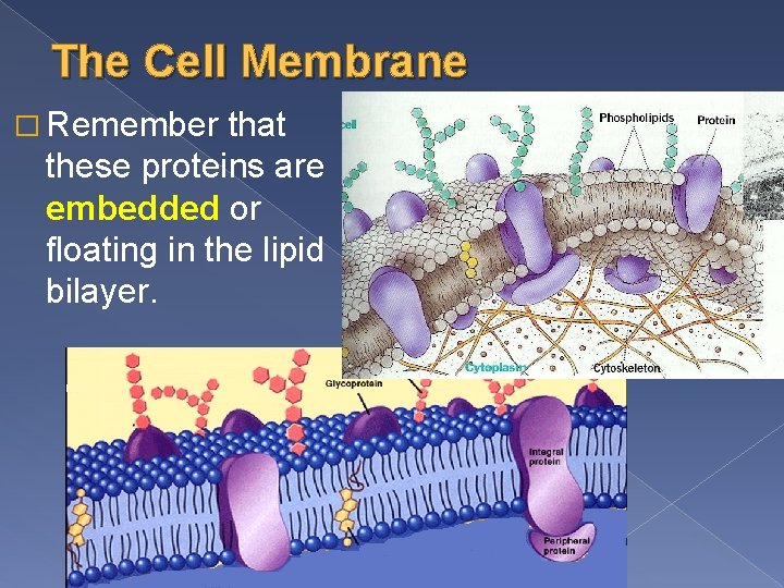 The Cell Membrane � Remember that these proteins are embedded or floating in the