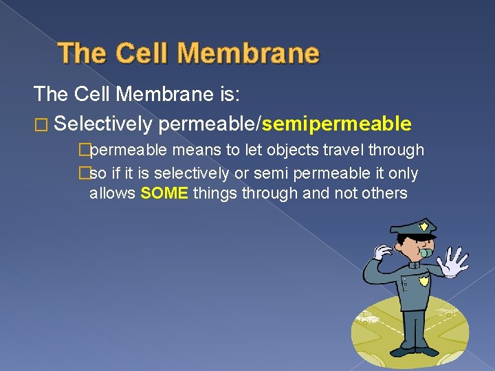 The Cell Membrane is: � Selectively permeable/semipermeable �permeable means to let objects travel through