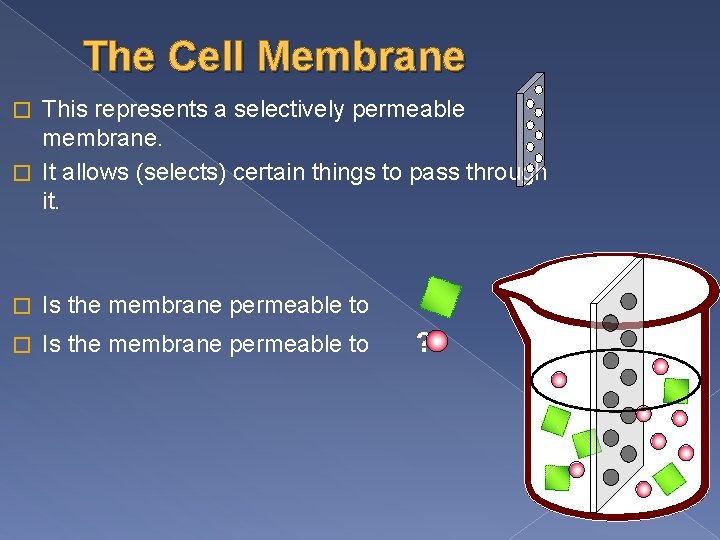 The Cell Membrane This represents a selectively permeable membrane. � It allows (selects) certain