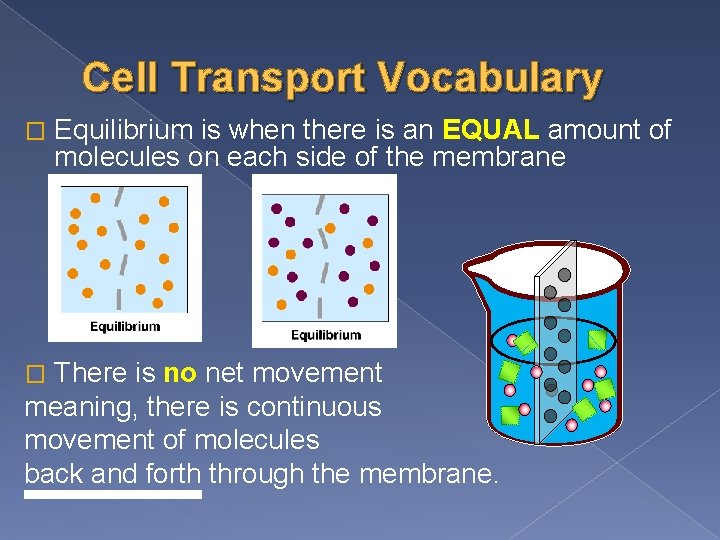 Cell Transport Vocabulary � Equilibrium is when there is an EQUAL amount of molecules