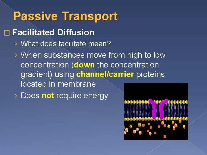 Passive Transport � Facilitated Diffusion › What does facilitate mean? › When substances move