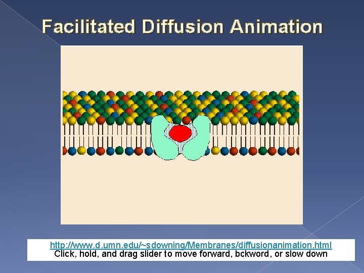 Facilitated Diffusion Animation http: //www. d. umn. edu/~sdowning/Membranes/diffusionanimation. html Click, hold, and drag slider