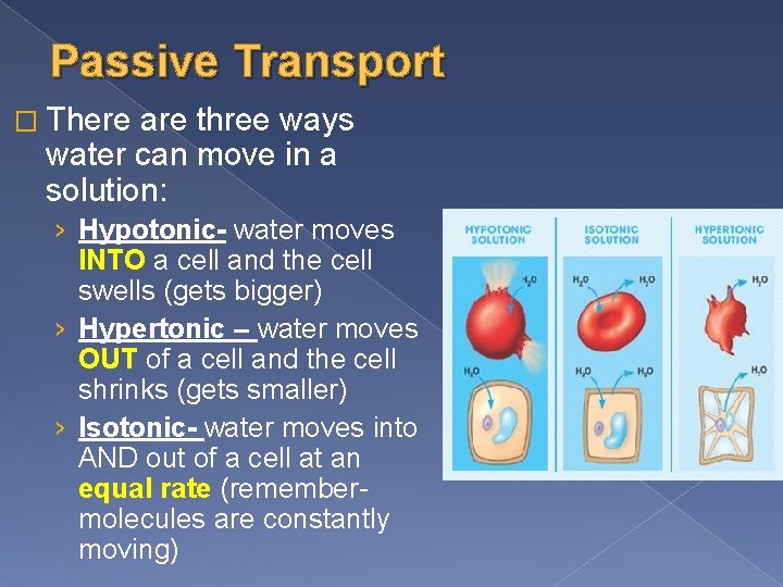 Passive Transport � There are three ways water can move in a solution: ›