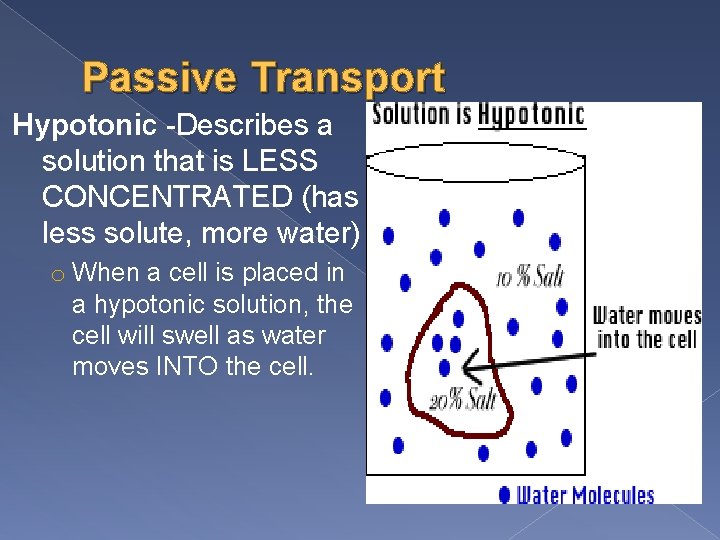 Passive Transport Hypotonic -Describes a solution that is LESS CONCENTRATED (has less solute, more