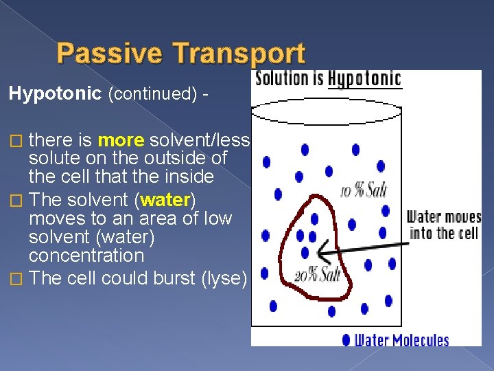 Passive Transport Hypotonic (continued) there is more solvent/less solute on the outside of the