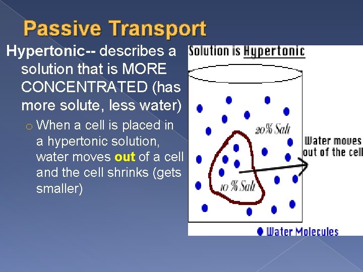 Passive Transport Hypertonic-- describes a solution that is MORE CONCENTRATED (has more solute, less