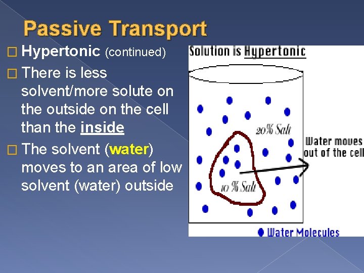 Passive Transport � Hypertonic (continued) � There is less solvent/more solute on the outside