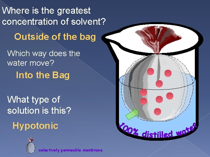 Where is the greatest concentration of solvent? Outside of the bag Which way does