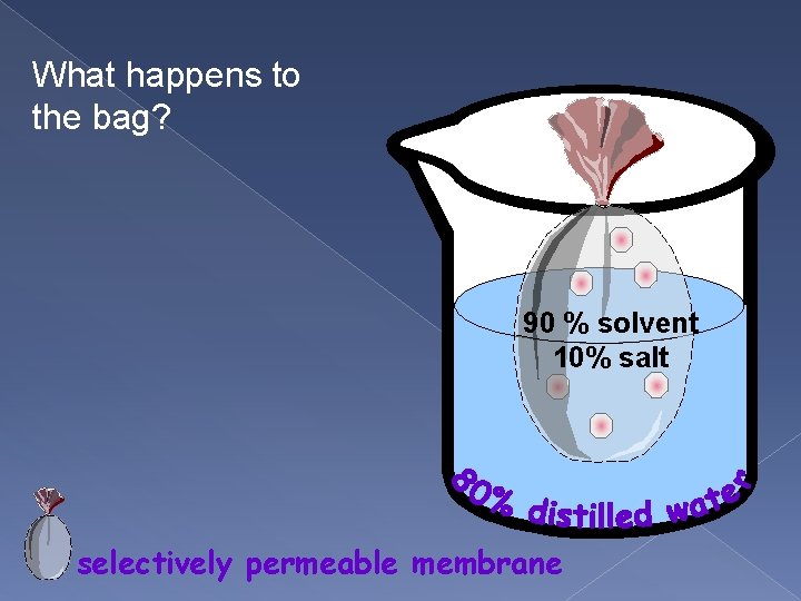 What happens to the bag? 90 % solvent 10% salt selectively permeable membrane 