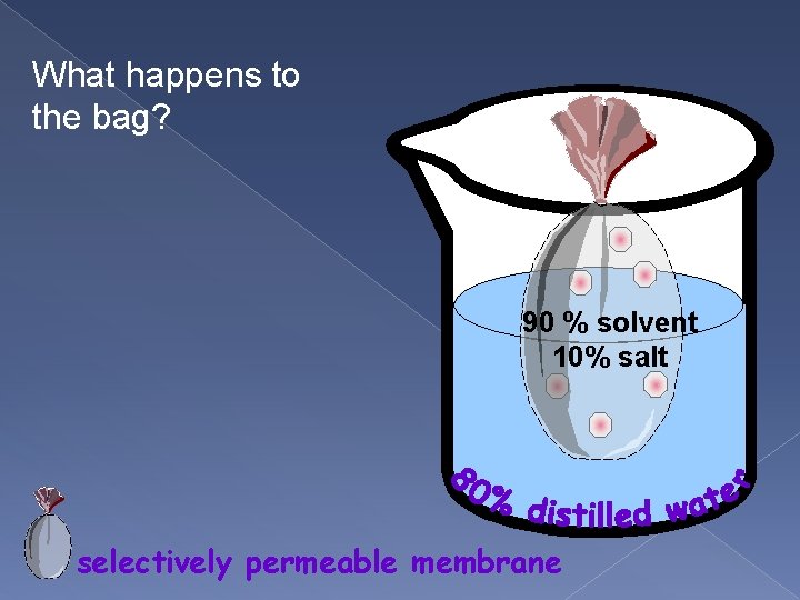 What happens to the bag? 90 % solvent 10% salt selectively permeable membrane 