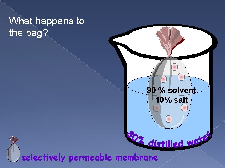 What happens to the bag? 90 % solvent 10% salt selectively permeable membrane 