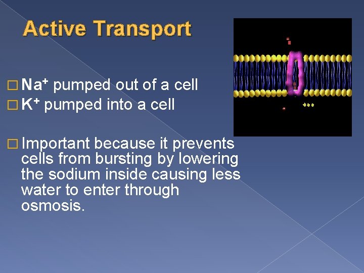 Active Transport � Na+ pumped out of a cell � K+ pumped into a