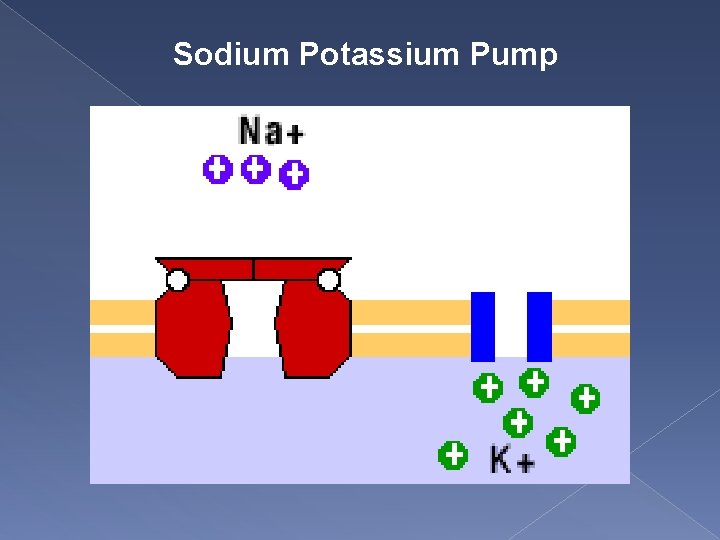 Sodium Potassium Pump 