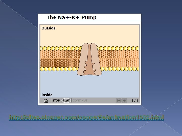 http: //sites. sinauer. com/cooper 5 e/animation 1302. html 