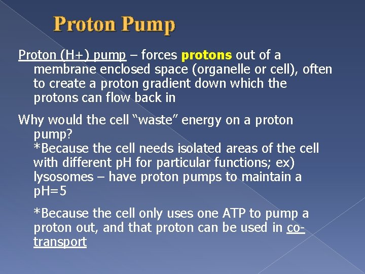 Proton Pump Proton (H+) pump – forces protons out of a membrane enclosed space