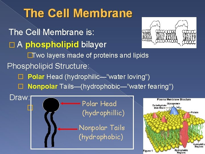 The Cell Membrane is: � A phospholipid bilayer �Two layers made of proteins and