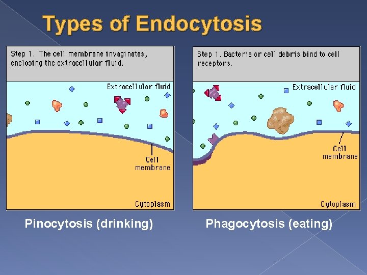 Types of Endocytosis Pinocytosis (drinking) Phagocytosis (eating) 