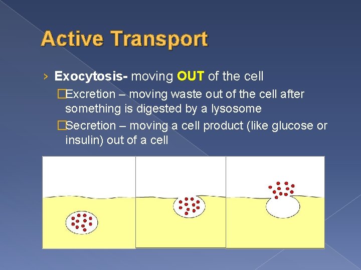 Active Transport › Exocytosis- moving OUT of the cell �Excretion – moving waste out