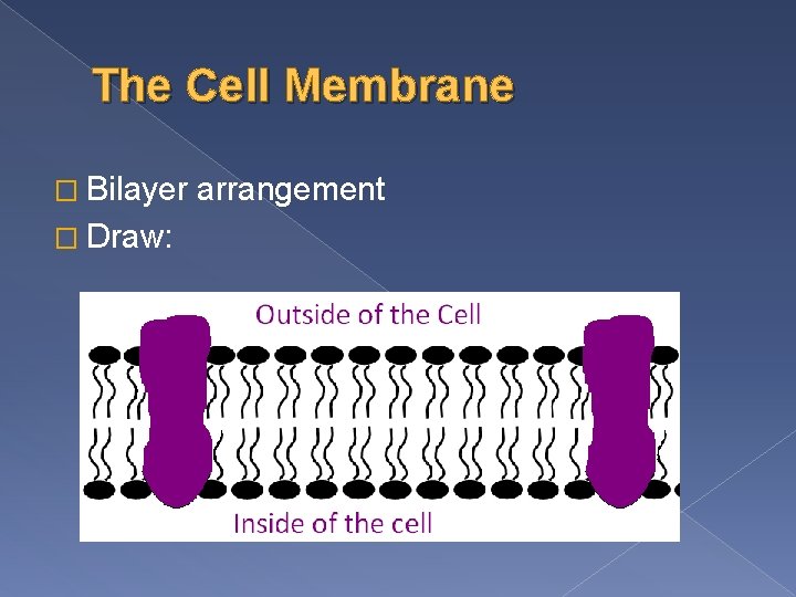 The Cell Membrane � Bilayer � Draw: arrangement 