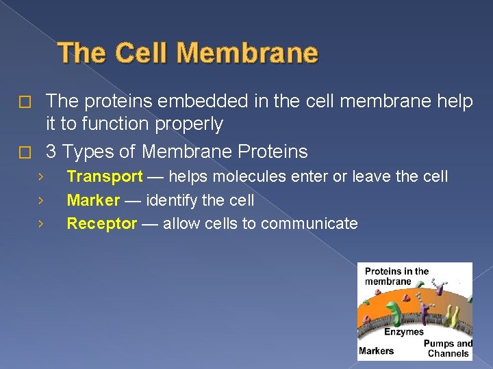 The Cell Membrane The proteins embedded in the cell membrane help it to function