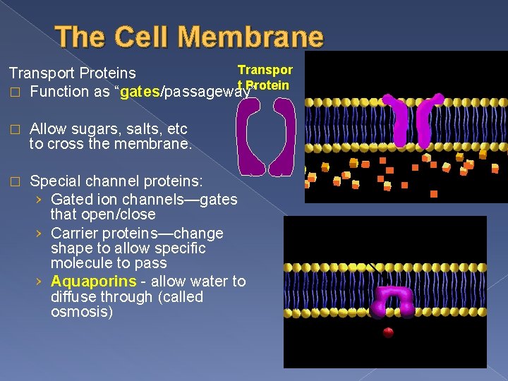 The Cell Membrane Transpor t Protein Transport Proteins � Function as “gates/passageway” � Allow