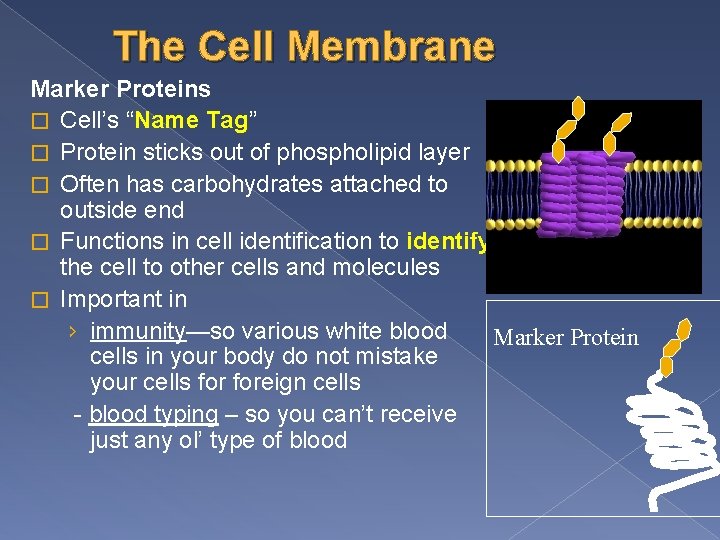 The Cell Membrane Marker Proteins � Cell’s “Name Tag” � Protein sticks out of