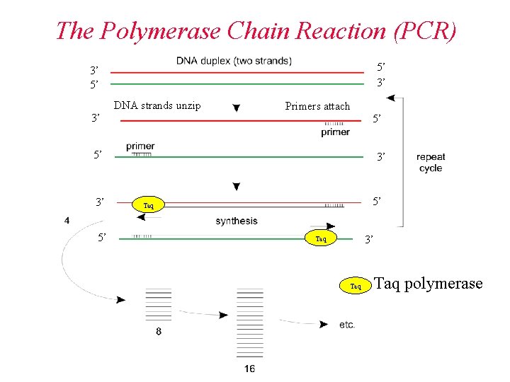 The Polymerase Chain Reaction (PCR) 5’ 3’ 3’ 5’ DNA strands unzip 3’ 5’