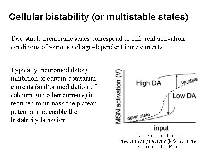 Cellular bistability (or multistable states) Two stable membrane states correspond to different activation conditions