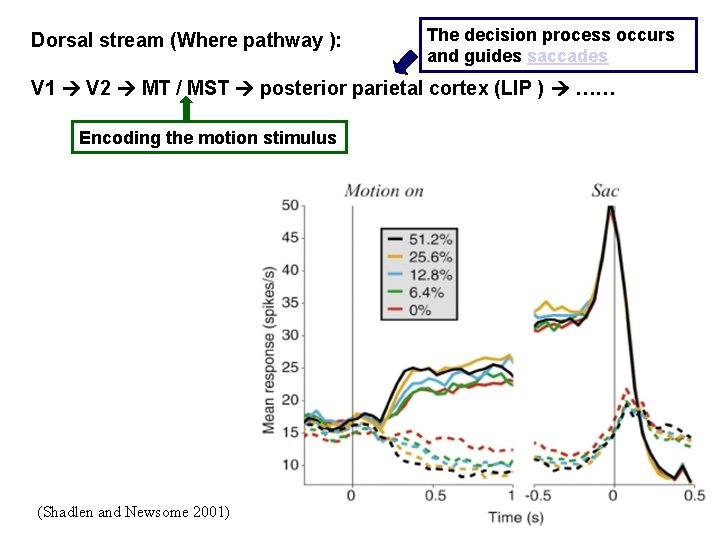 Dorsal stream (Where pathway ): The decision process occurs and guides saccades V 1
