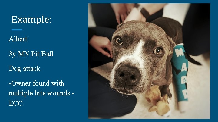 Example: Albert 3 y MN Pit Bull Dog attack -Owner found with multiple bite