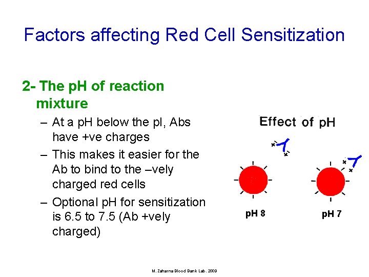 Factors affecting Red Cell Sensitization 2 - The p. H of reaction mixture –