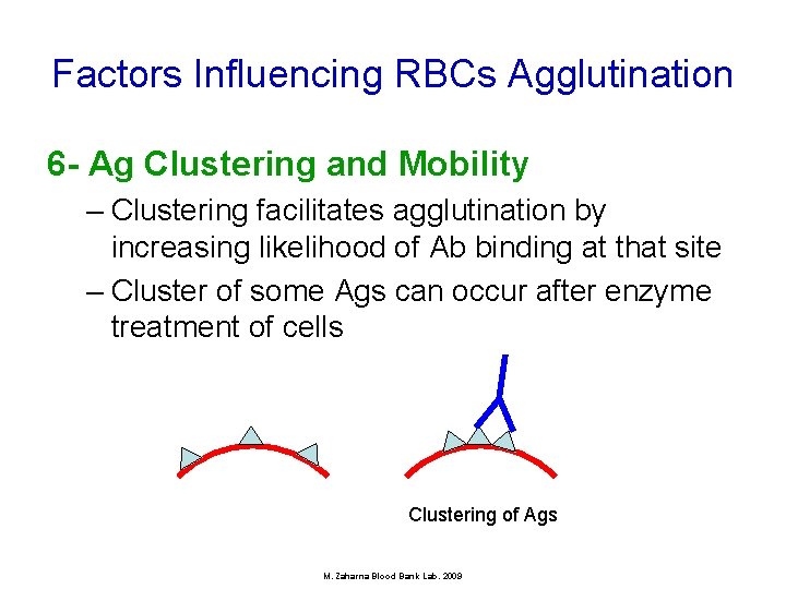 Factors Influencing RBCs Agglutination 6 - Ag Clustering and Mobility – Clustering facilitates agglutination