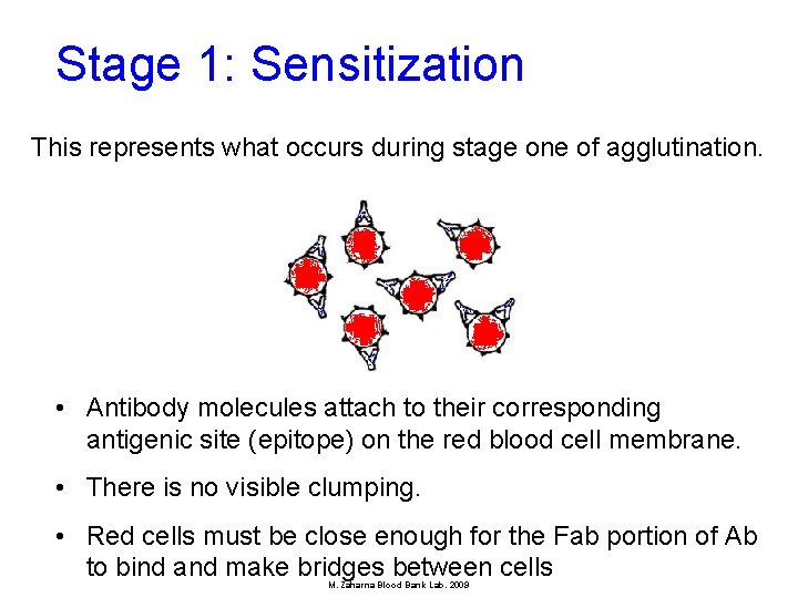 Stage 1: Sensitization This represents what occurs during stage one of agglutination. • Antibody