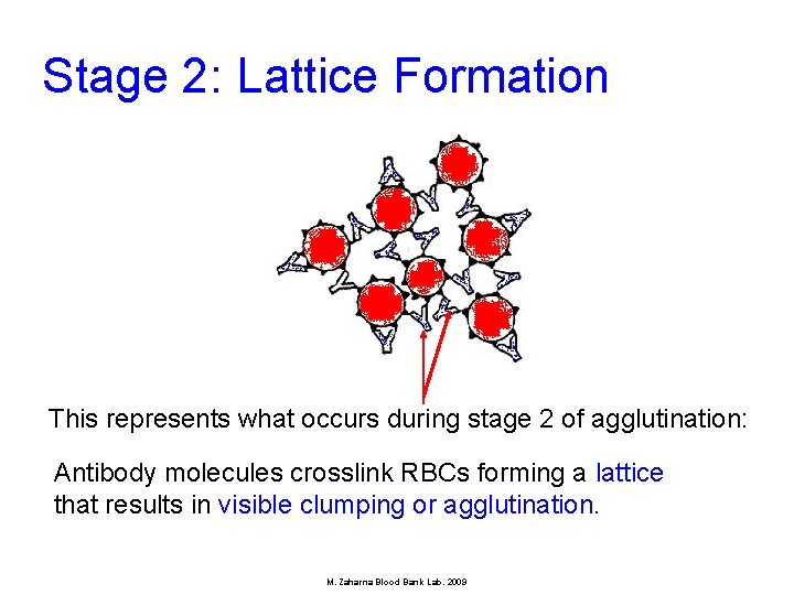 Stage 2: Lattice Formation This represents what occurs during stage 2 of agglutination: Antibody