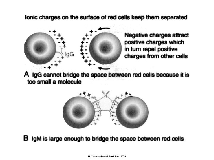 M. Zaharna Blood Bank Lab. 2009 