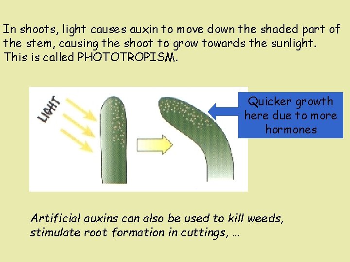 In shoots, light causes auxin to move down the shaded part of the stem,